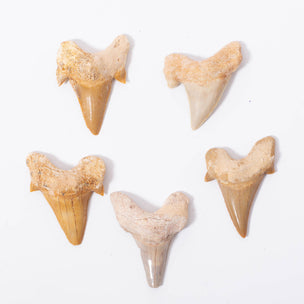 Fossil Sharks Tooth | © Conscious Craft