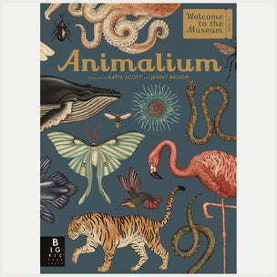 Animalium | Reference Book | Conscious Craft