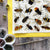 Bees of Britain | Postcard | Conscious Craft