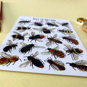 Bees of Britain | Postcard