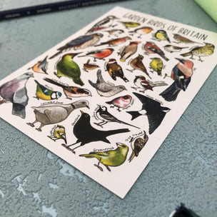 Alexia Claire | Garden Birds of Britain | Postcard | Conscious Craft