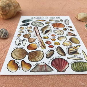 Seashells of Britain | Conscious Craft
