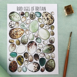 Bird Eggs of Britain | Postcard | Conscious Craft