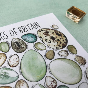 Bird Eggs of Britain | Postcard | Conscious Craft