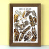 Alexia Claire | Owls of Britain | Postcard | Conscious Craft