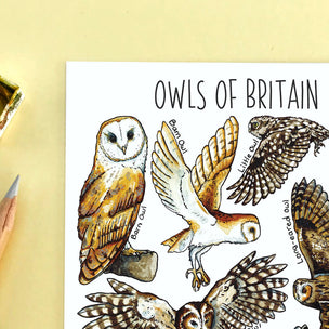Alexia Claire | Owls of Britain | Postcard | Conscious Craft