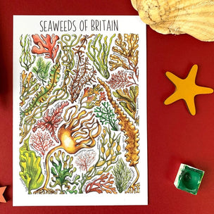 Alexia Claire | Seaweeds of Britain | Postcard | Conscious Craft