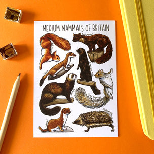 Alexia Claire | Mammals of Britain | Postcard | Conscious Craft