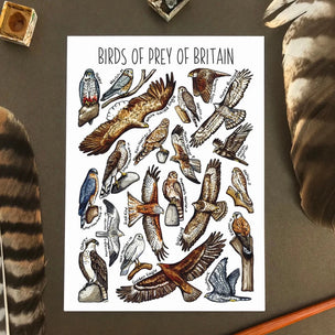 Alexia Claire | Birds of Prey in Britain | Postcard | Conscious Craft