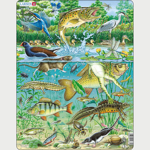 European Pond Ecosystem | Conscious Craft