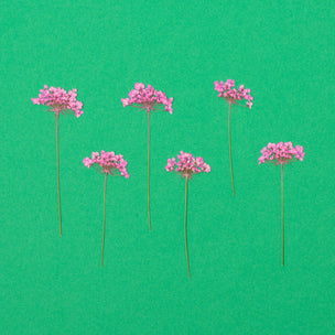 Pressed Flower | Ammi Pink | ©Conscious Craft