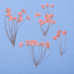 Pressed Flower | Ammi Branch Pink | ©Conscious Craft