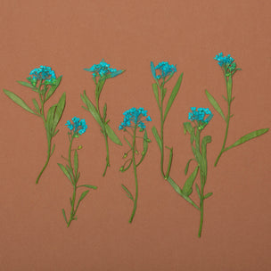 Pressed Flower | Sweet Alyssum Blue