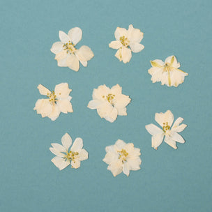 Pressed Flower | Delphinium White | ©Conscious Craft