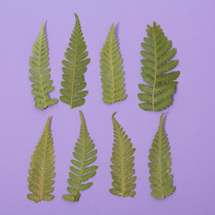 Pressed Plants | Small Fern | ©Conscious Craft