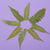 Pressed Plants | Small Fern