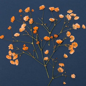 Pressed Flower | Gypsophila Orange |Conscious Craft