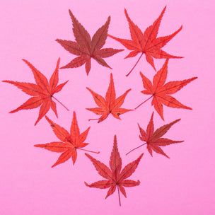 Pressed Plants | Maple Leaf
